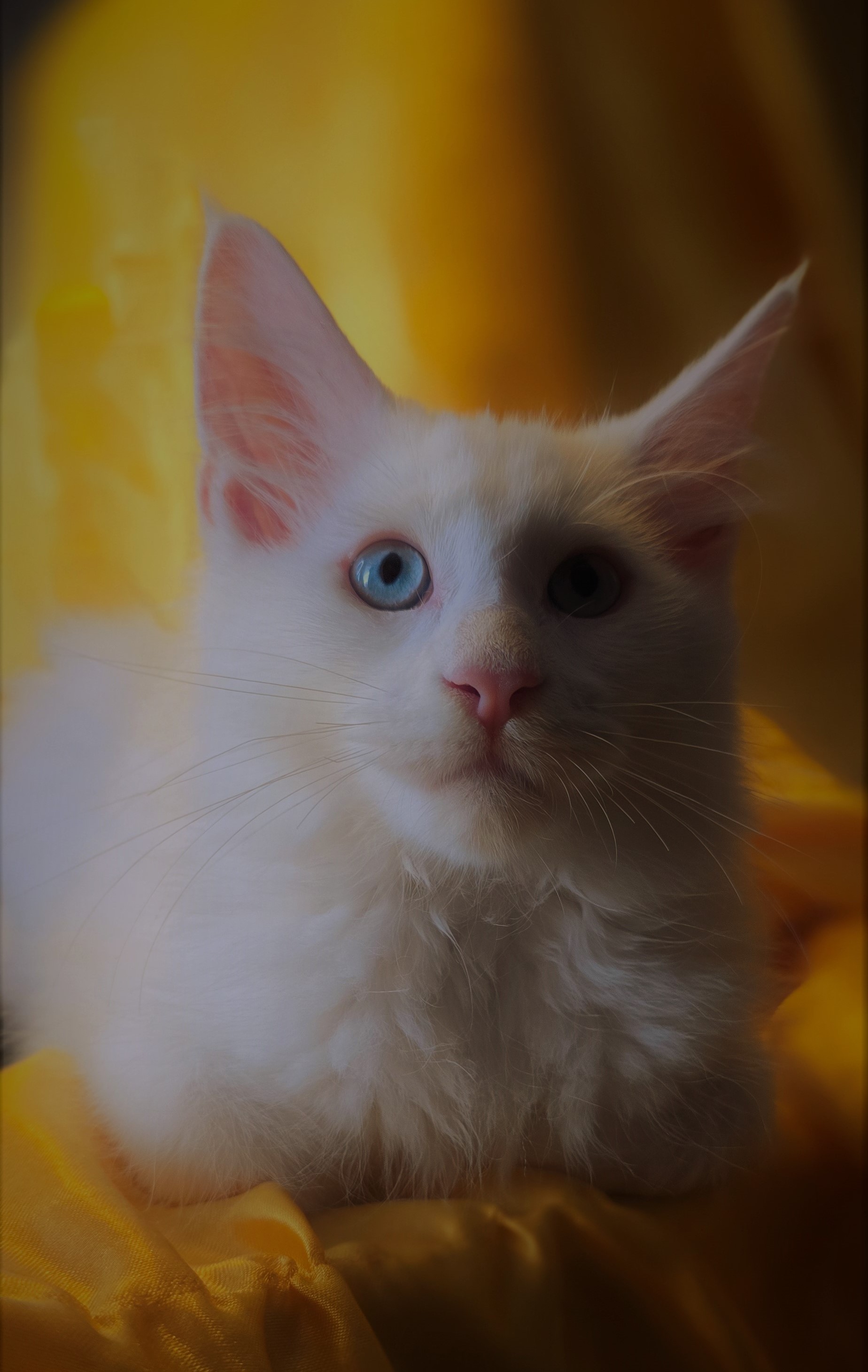 Maine Coon history